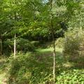 promenade dans le parc de Kerhir